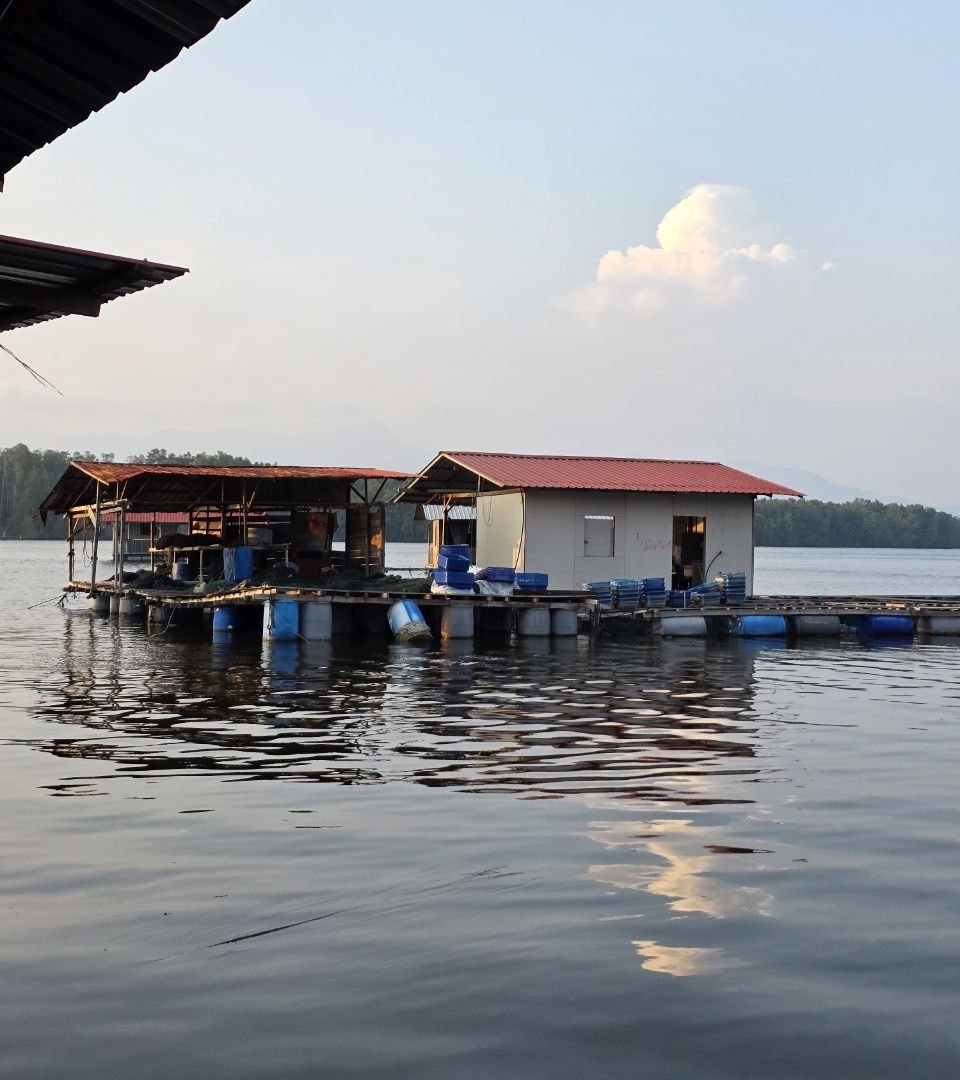Oyster farm in Merbok